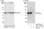 Detection of human NDRG3 by western blot and immunoprecipitation.