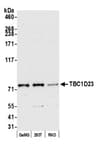 Detection of human TBC1D23 by western blot.