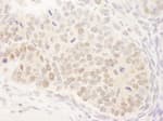 Detection of mouse MAML3 by immunohistochemistry.