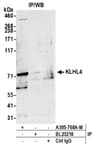 Detection of human KLHL4 by western blot of immunoprecipitates.