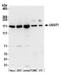 Detection of human and mouse UGGT1 by western blot.