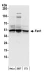 Detection of human and mouse Fen1 by western blot.