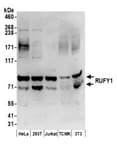 Detection of human and mouse RUFY1 by western blot.