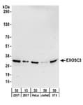 Detection of human and mouse EXOSC3 by western blot.