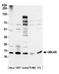 Detection of human and mouse UBL4A by western blot.