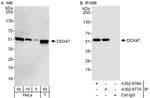 Detection of human DDX47 by western blot and immunoprecipitation.