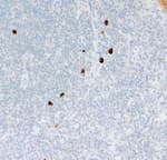 Detection of human IgM by immunohistochemistry.