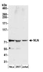Detection of human NLN by western blot.