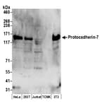 Detection of human and mouse Protocadherin-7 by western blot.