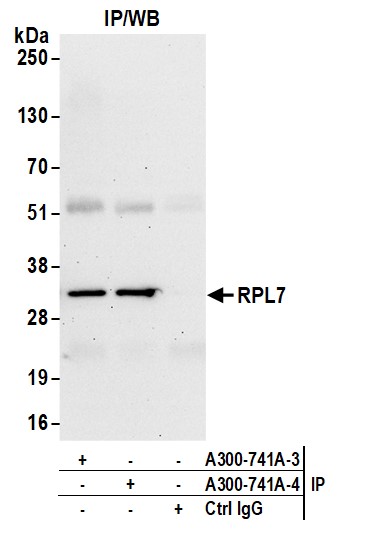 Detection of human RPL7 by western blot of immunoprecipitates.