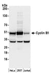 Detection of human Cyclin B1 by western blot.