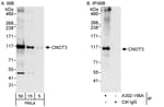 Detection of human CNOT3 by western blot and immunoprecipitation.