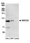 Detection of human MOCOS by western blot.