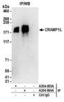 Detection of human CRAMP1L by western blot of immunoprecipitates.