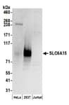 Detection of human SLC6A15 by western blot.