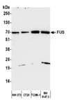Detection of mouse FUS by western blot.