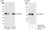 Detection of human CIAPIN1 by western blot and immunoprecipitation.