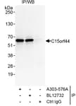 Detection of human C15orf44 by western blot of immunoprecipitates.