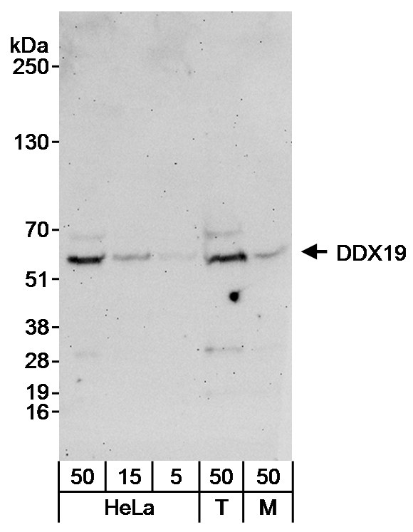 Detection of human and mouse DDX19 by western blot.