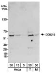 Detection of human and mouse DDX19 by western blot.