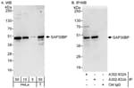 Detection of human SAP30BP by western blot and immunoprecipitation.