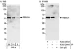 Detection of human RBM34 by western blot and immunoprecipitation.