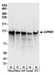 Detection of human and mouse CAPRIN1 by western blot.
