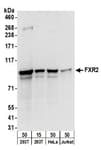 Detection of human FXR2 by western blot.