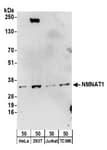 Detection of human and mouse NMNAT1 by western blot.