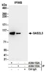 Detection of human GAS2L3 by western blot of immunoprecipitates.