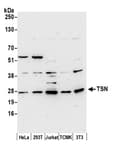 Detection of human and mouse TSN by western blot.