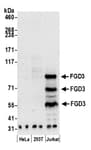 Detection of human FGD3 by western blot.