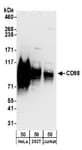 Detection of human CD98 by western blot.
