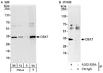 Detection of human CBX7 by western blot and immunoprecipitation.