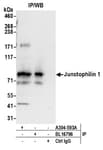 Detection of human Junctophilin 1 by western blot of immunoprecipitates.