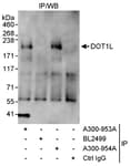 Detection of human DOT1L by western blot of immunoprecipitates.