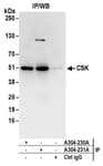 Detection of human CSK by western blot of immunoprecipitates.