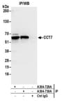 Detection of human CCT7 by western blot of immunoprecipitates.