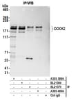 Detection of human DOCK2 by western blot of immunoprecipitates.
