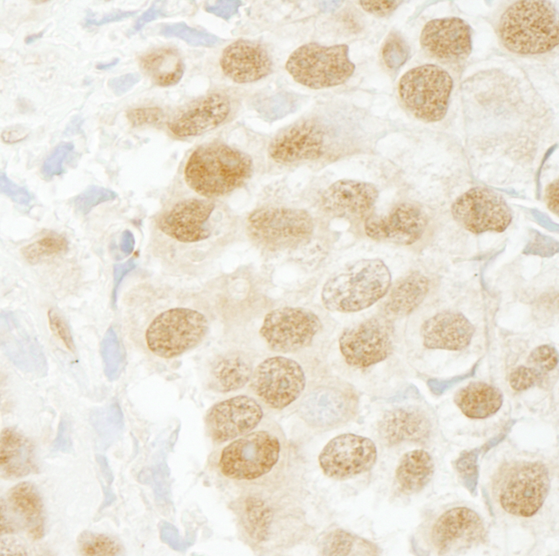 Rabbit anti-SFRS2IP IHC Antibody