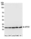 Detection of human and mouse AP1S1 by western blot.