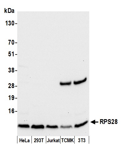 Detection of human and mouse RPS28 by western blot.