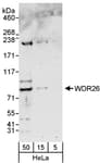 Detection of human WDR26 by western blot.