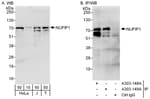 Detection of human NUFIP1 by western blot and immunoprecipitation.