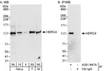 Detection of human and mouse HERC4 by western blot (h&amp;m) and immunoprecipitation (h).