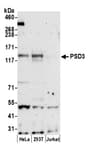 Detection of human PSD3 by western blot.