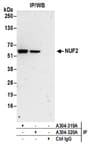 Detection of human NUF2 by western blot of immunoprecipitates.