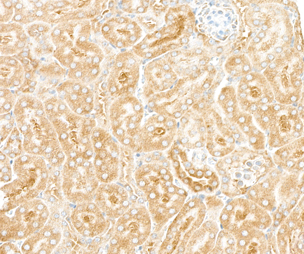 Detection of mouse RPL7 by immunohistochemistry.