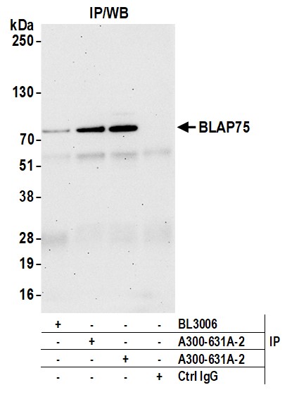 Detection of human BLAP75 by western blot of immunoprecipitates.