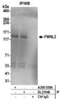 Detection of human FMNL2 by western blot of immunoprecipitates.